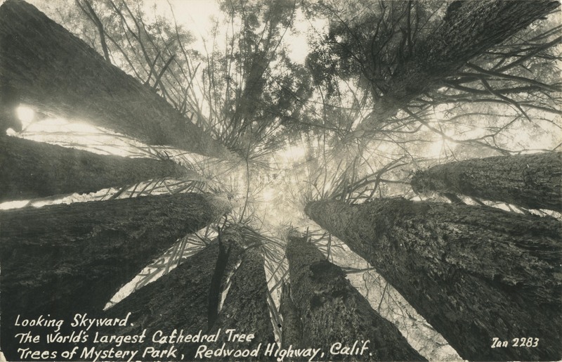 Looking Skyward The World's Largest Cathedral Tree - Trees of Mystery Park - Zan 2283