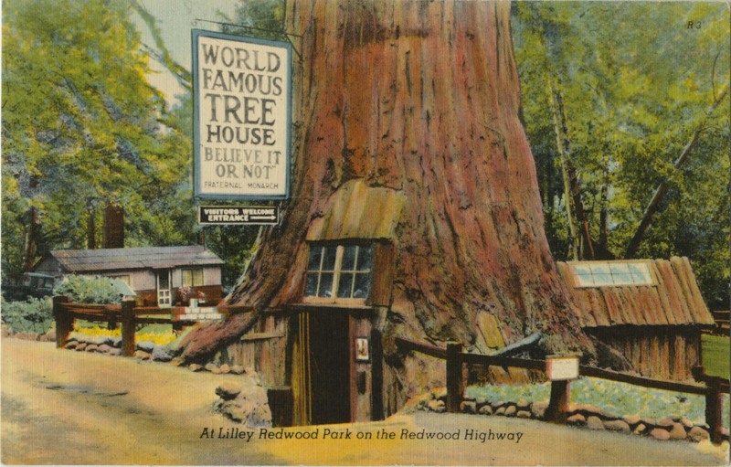 World Famous Tree House - Fraternal Monarch - At Lilley Redwood Park on the Redwood Highway
