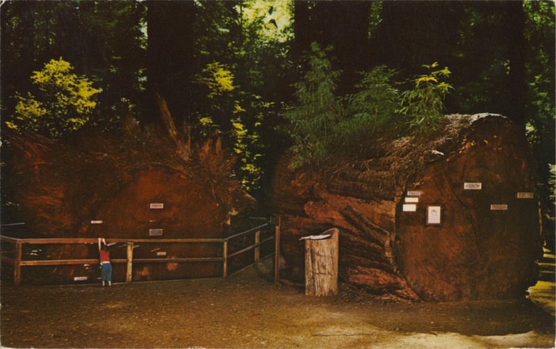 Redwood Fallen Giant - E.F. Clements - Mike Roberts C8126