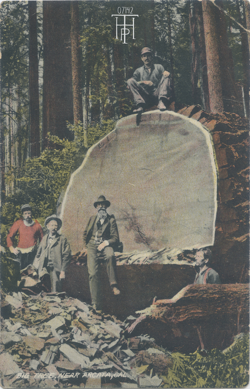 A.W. Ericson next to fallen Redwood