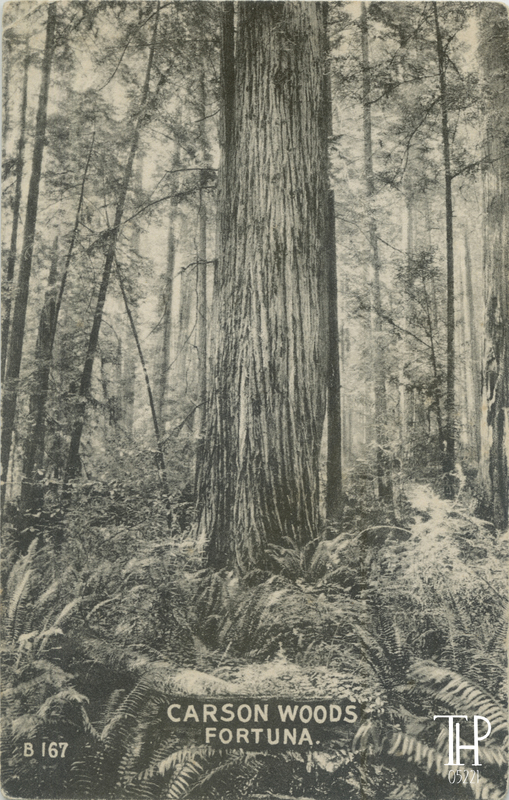 Carson Woods - Fortuna