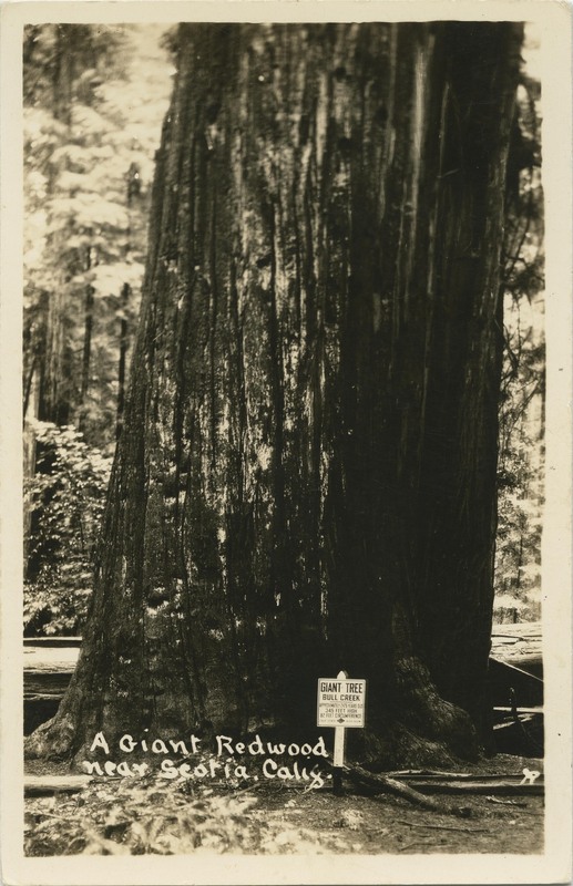 A Giant Redwood near Scotia, Cali (Giant Tree @ Bull Creek)