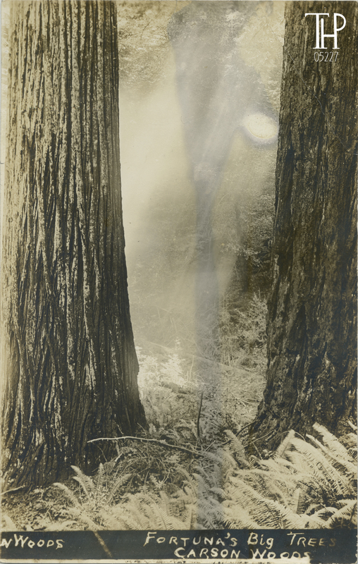 Fortuna's Big Trees - Carson Woods