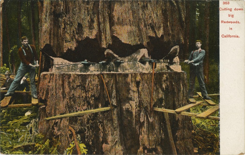 363 Cutting down big Redwoods in California - Charles Weidner