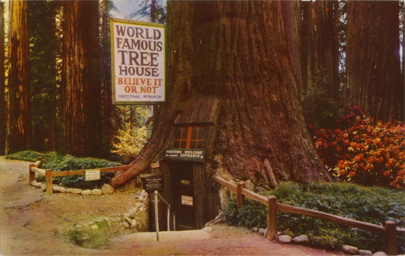 WORLD FAMOUS TREE HOUSE - E.F. Clements - Mike Roberts C4939