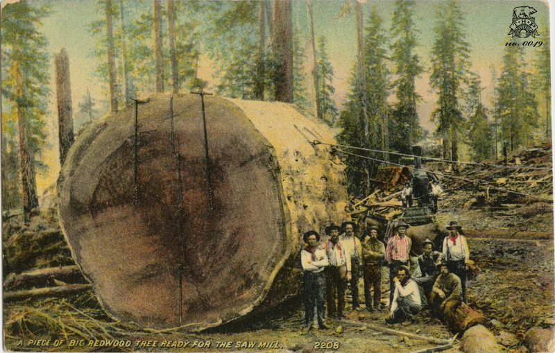 A Piece of Big Redwood Tree Ready for the Saw Mill