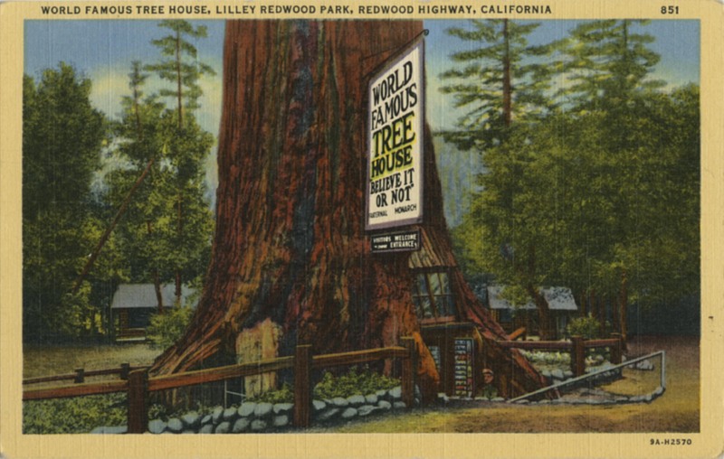 World Famous Tree House, Lilley Redwood Park - Stanley A. Plitz Co. 851 9A-H2570