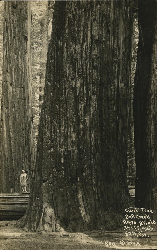 Giant Tree Bull Creek, 2475 yr. old 345 ft. High 82 ft. Cir © Frank Patterson