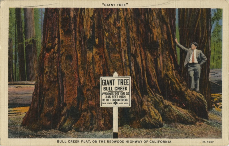 'Giant Tree'' Bull Creek Flat - Curt Teich 3A-H367