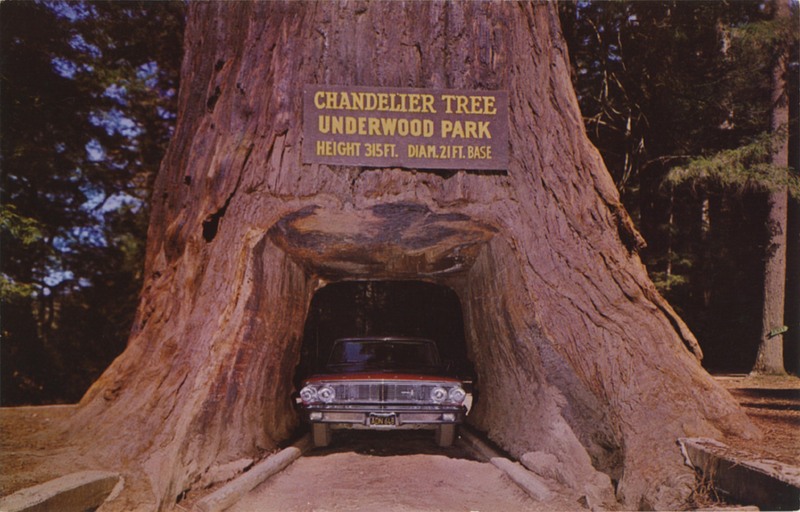 Chandelier Drive-thru Tree - E.F. Clements - Mike Roberts C16291