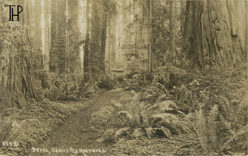 Redwood Forest Scene - Patterson