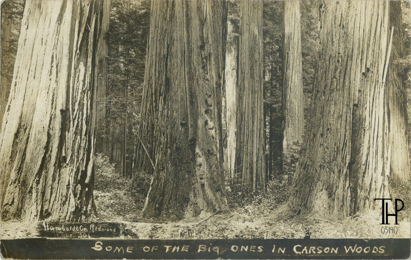 Redwood Scene in Carson Woods - Fortuna