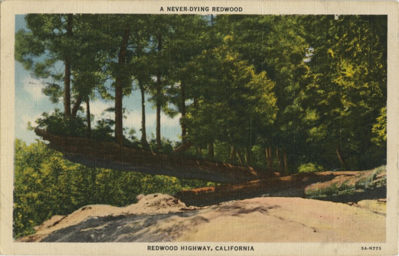 A Never-Dying Redwood - Curt Teich 5A-H775