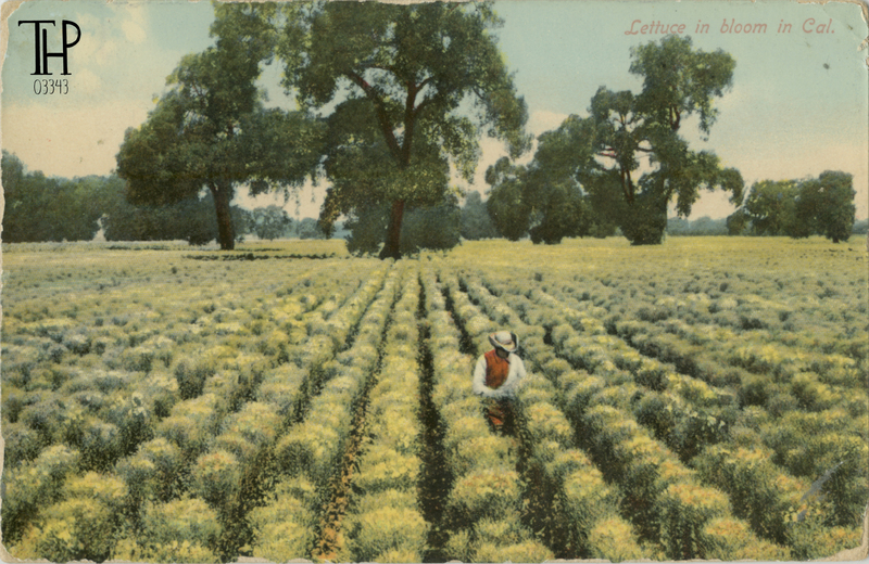 Lettuce in Bloom in Cal.