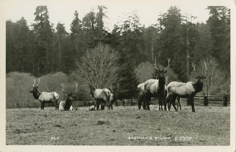 ELK · EASTMAN'S STUDIO B-5909