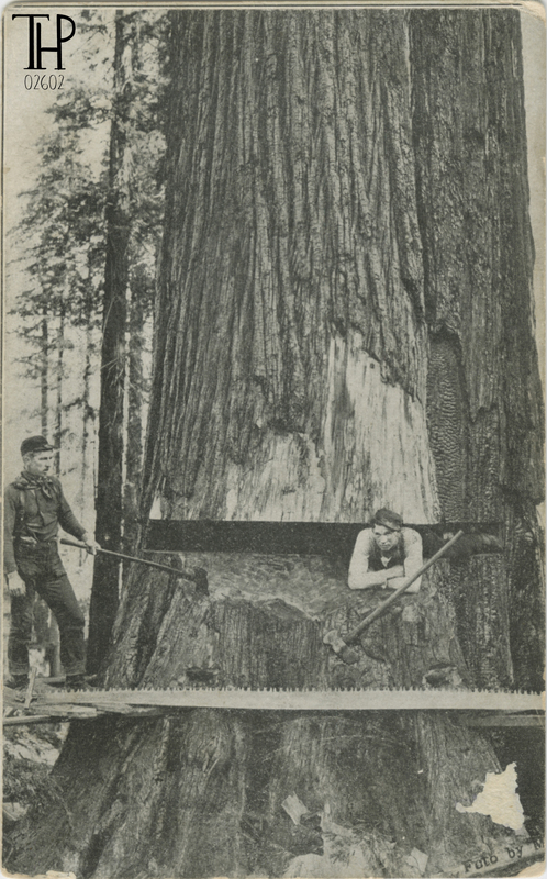 logger in undercut - Meiser photo