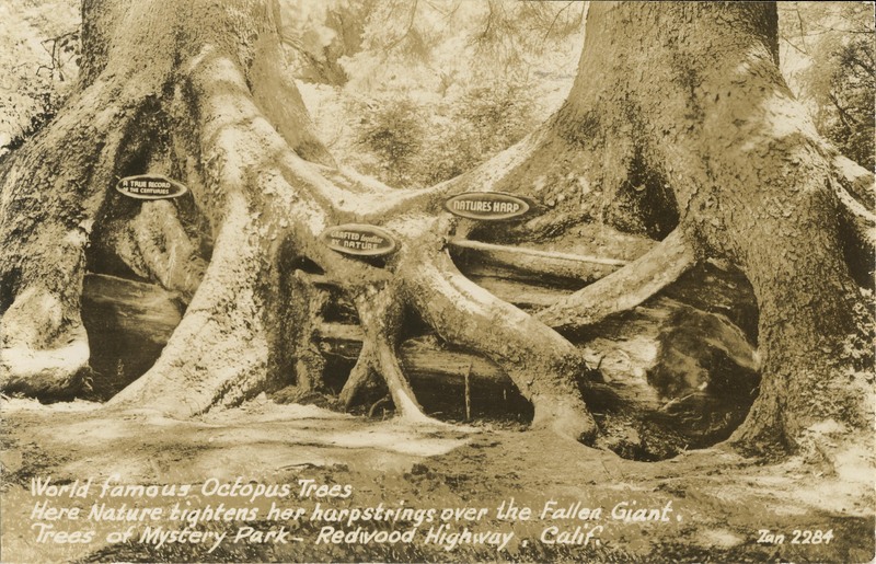 World famous Octopus Trees Here Nature tightens her harpstring over the Fallen Giant - Trees of Mystery Park - Zan 2284