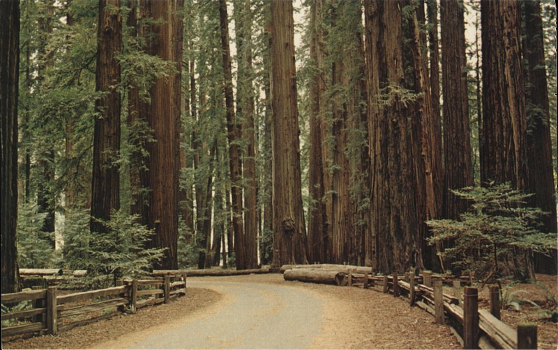 AMONG THE REDWOODS OF CALIFORNIA - Eastman's Studio S-1765 751185