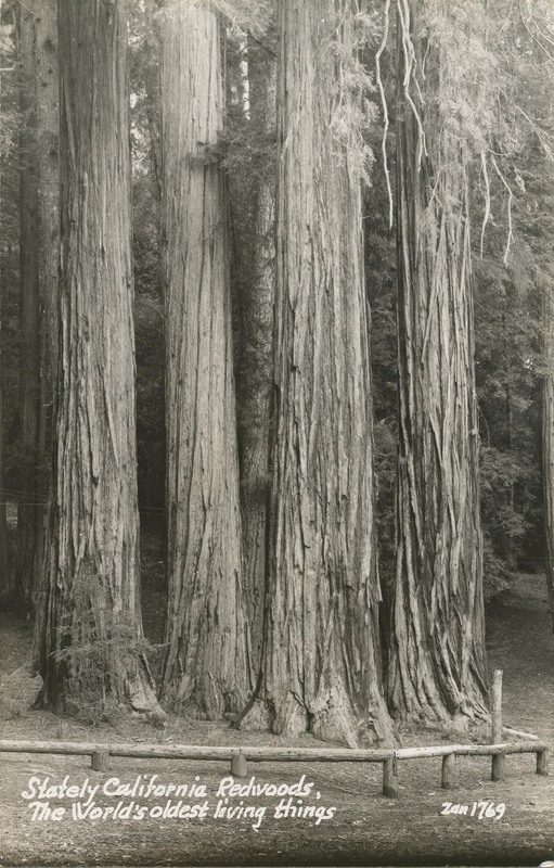 Stately California Redwoods, The World's oldest living things - Zan