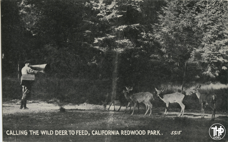 Calling The Wild Deer to Feed, California Redwood Park