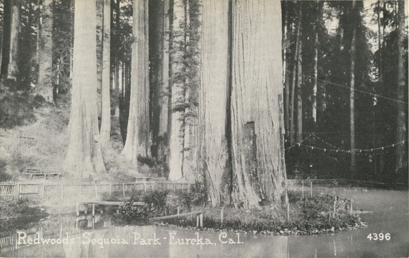 Redwoods - Sequoia Park - Eureka, Cal - Pacific Novelty Co