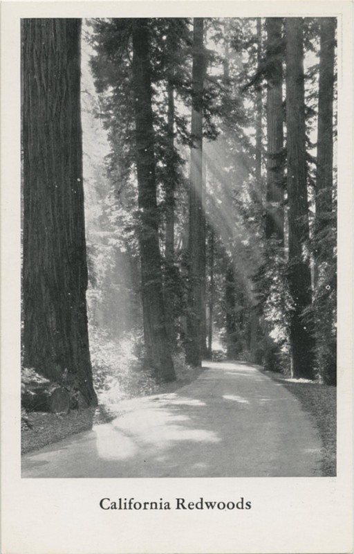 California Redwoods - Published by J.C. Bardell, San Francisco