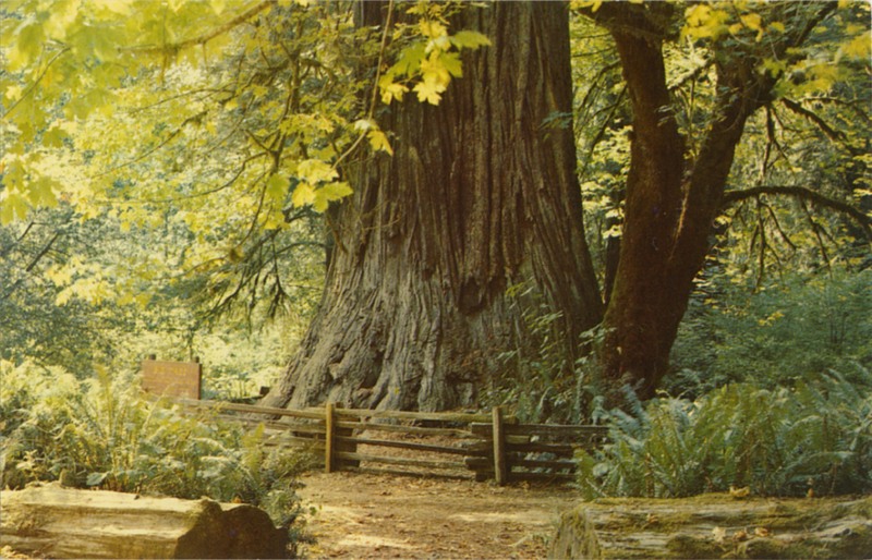 THE BIG TREE - PRAIRIE CREEK REDWOODS STATE PARK, CALIFORNIA K-330