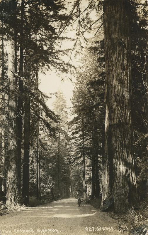 Redwood Highway, 927, © PATTERSON