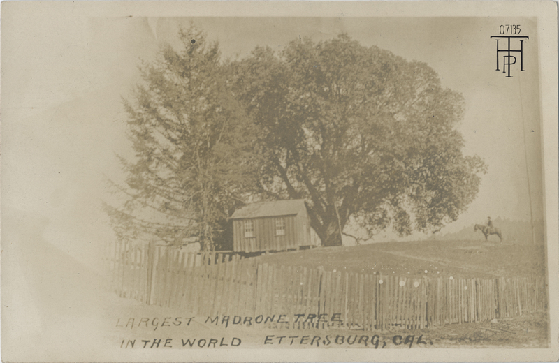 Council Madrone Tree - Ettersburg