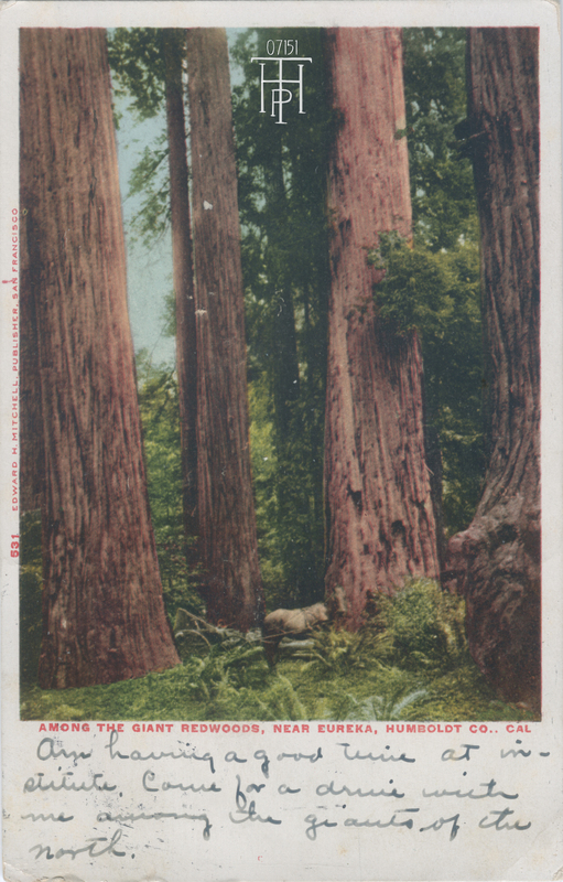 Horse in Redwood  Forest scene
