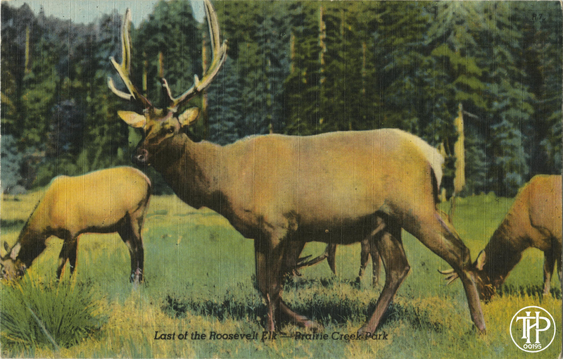 Last of the Roosevelt Elk - Prairie Creek Park