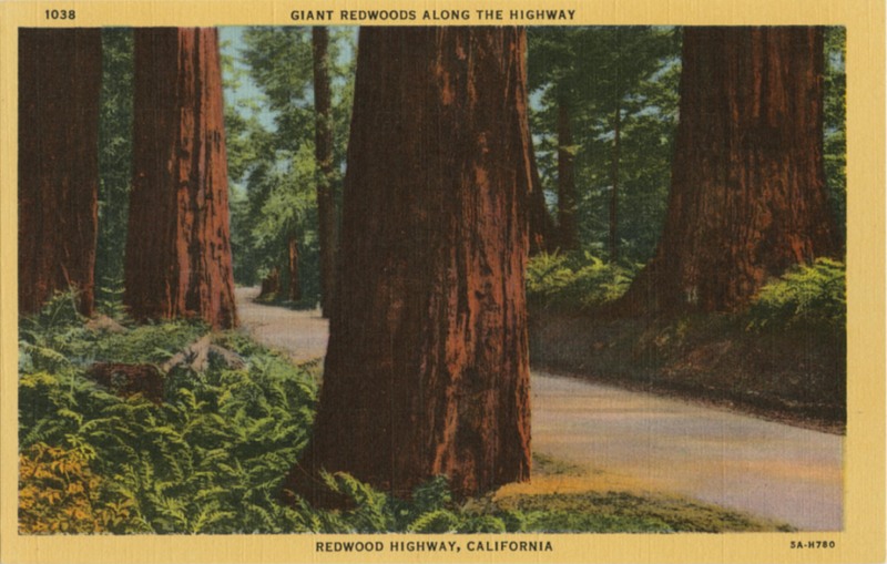 1038 Giant Redwoods Along The Highway - Curt Teich 5A-H780