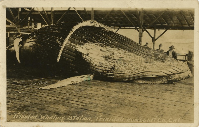 Trinidad Whaling Station, Triniad, Humboldt Co., Cal
