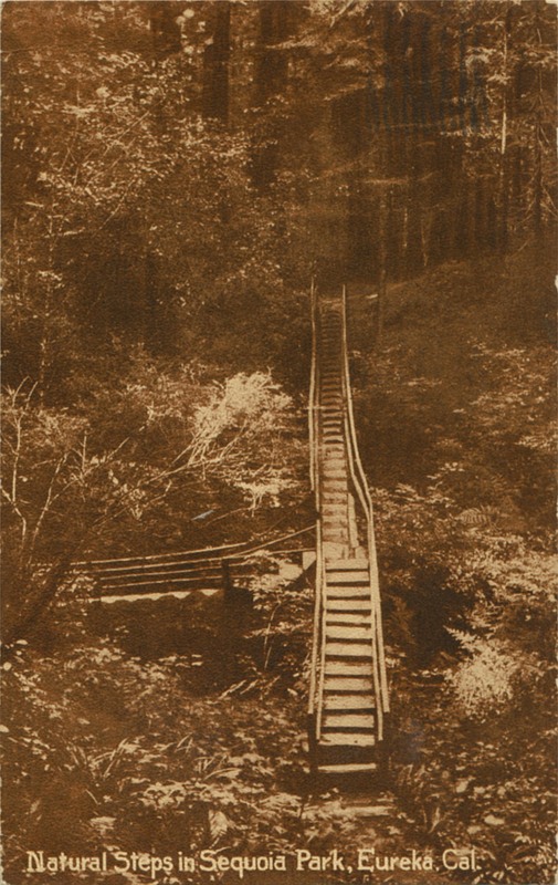 Natural Steps in Sequoia Park, Eureka, Cal - Pacific Novelty Co