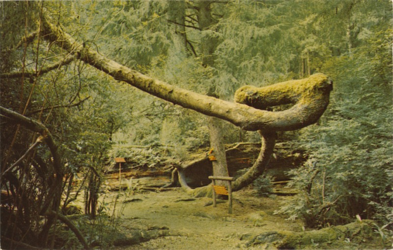 UPSIDE-DOWN TREE - Trees of Mystery - SelithCo 635