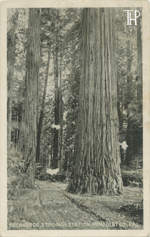 Road and Redwoods near Strongs Station