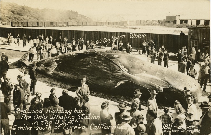 'Redwood Highway has The Only Whaling Station in the U.S.A.'' - 6 miles south of Eureka, California