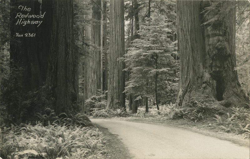 The Redwood Highway - Zan 2361
